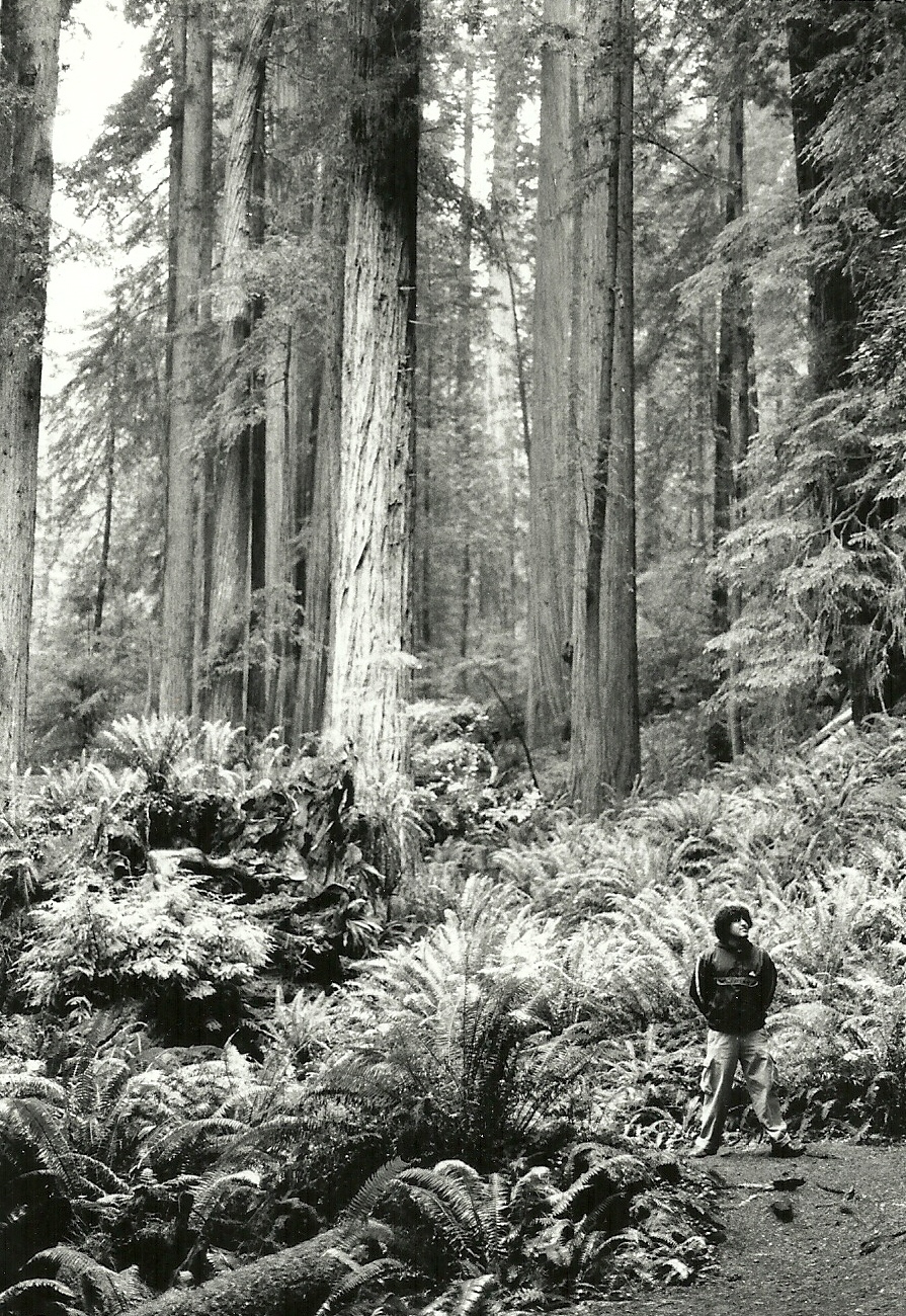 Entre los Gigantes: My Magical Realism in the Redwoods